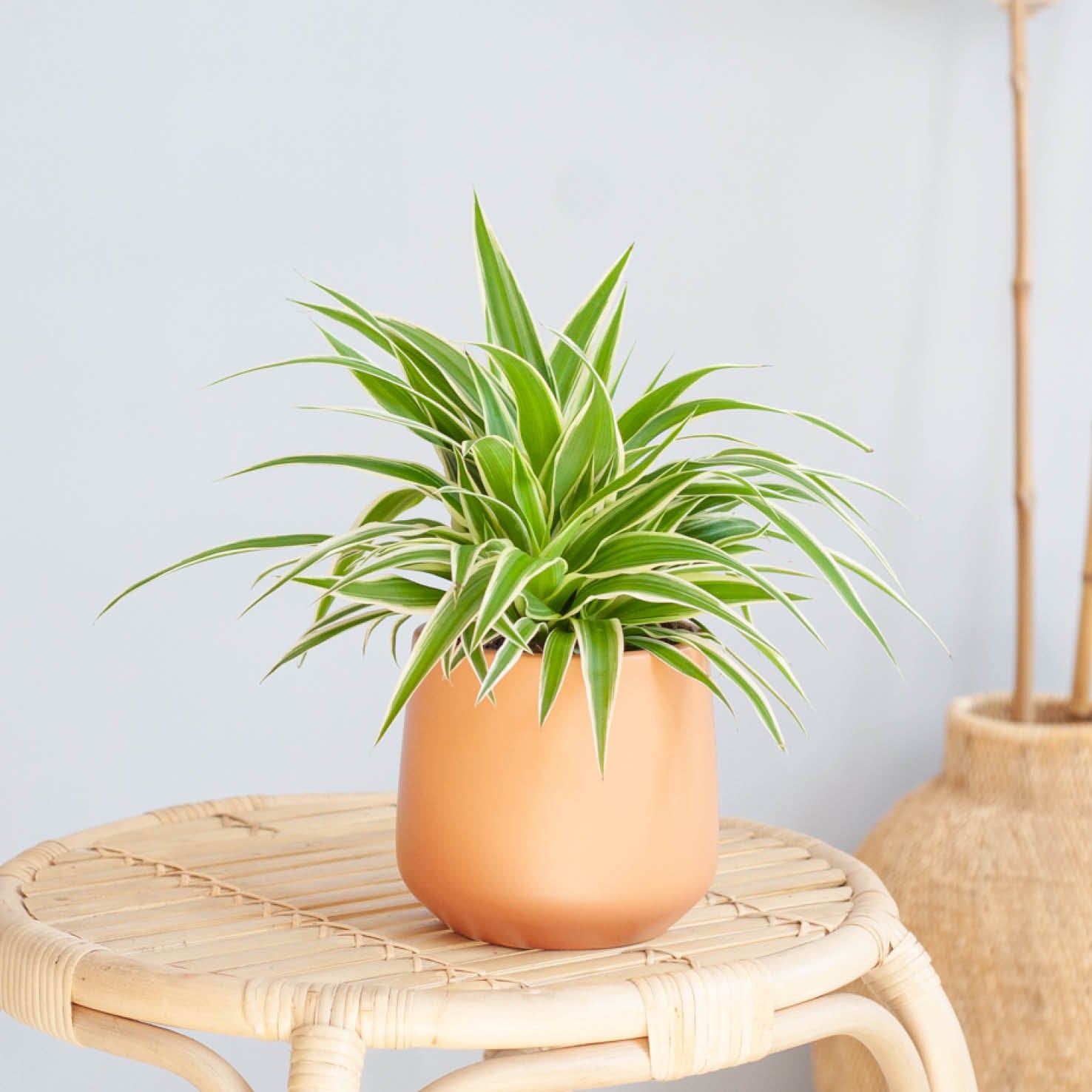Keramik Übertopf Madeira in Terracotta im Wohnzimmer
