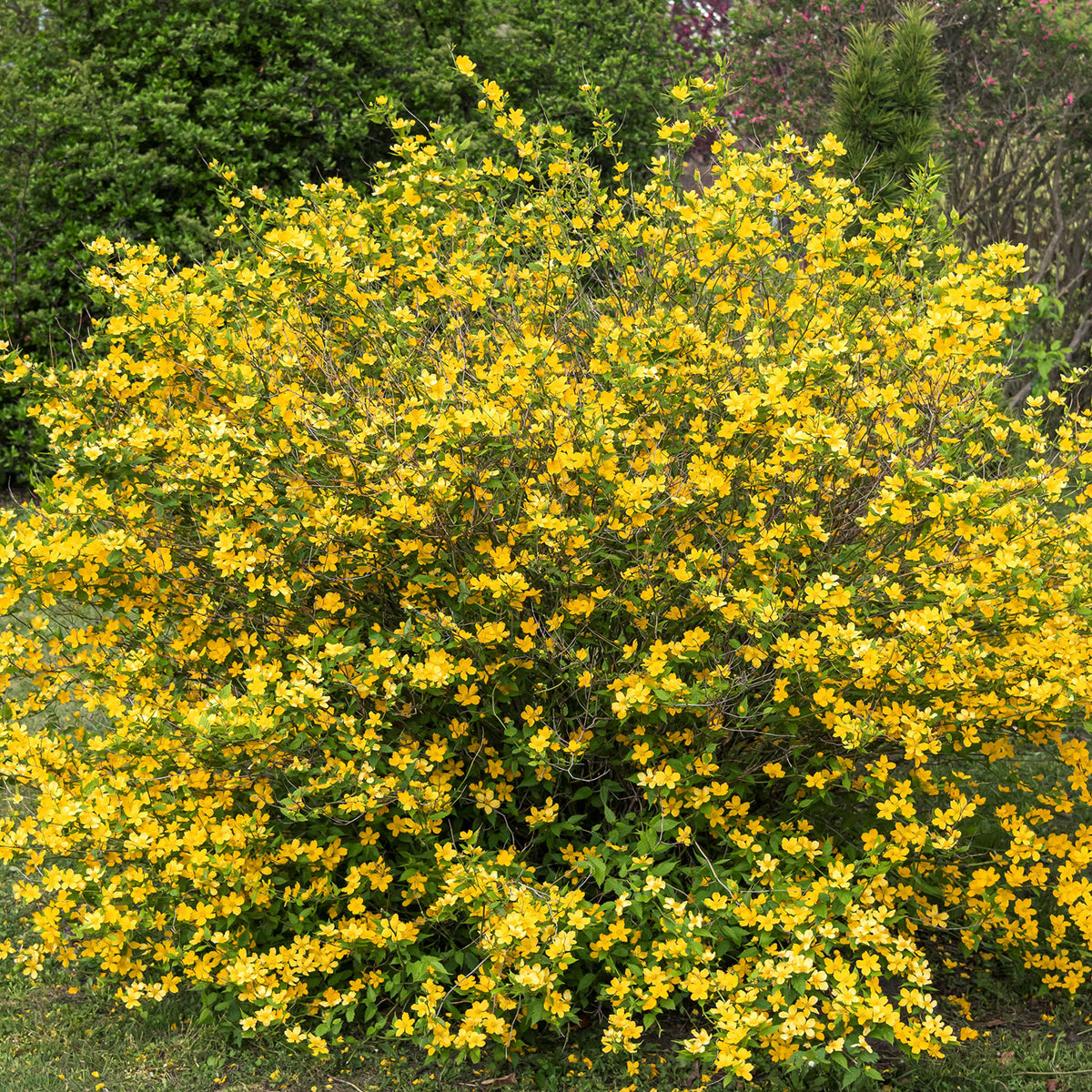 Kerria japonica 'Golden Guinea'