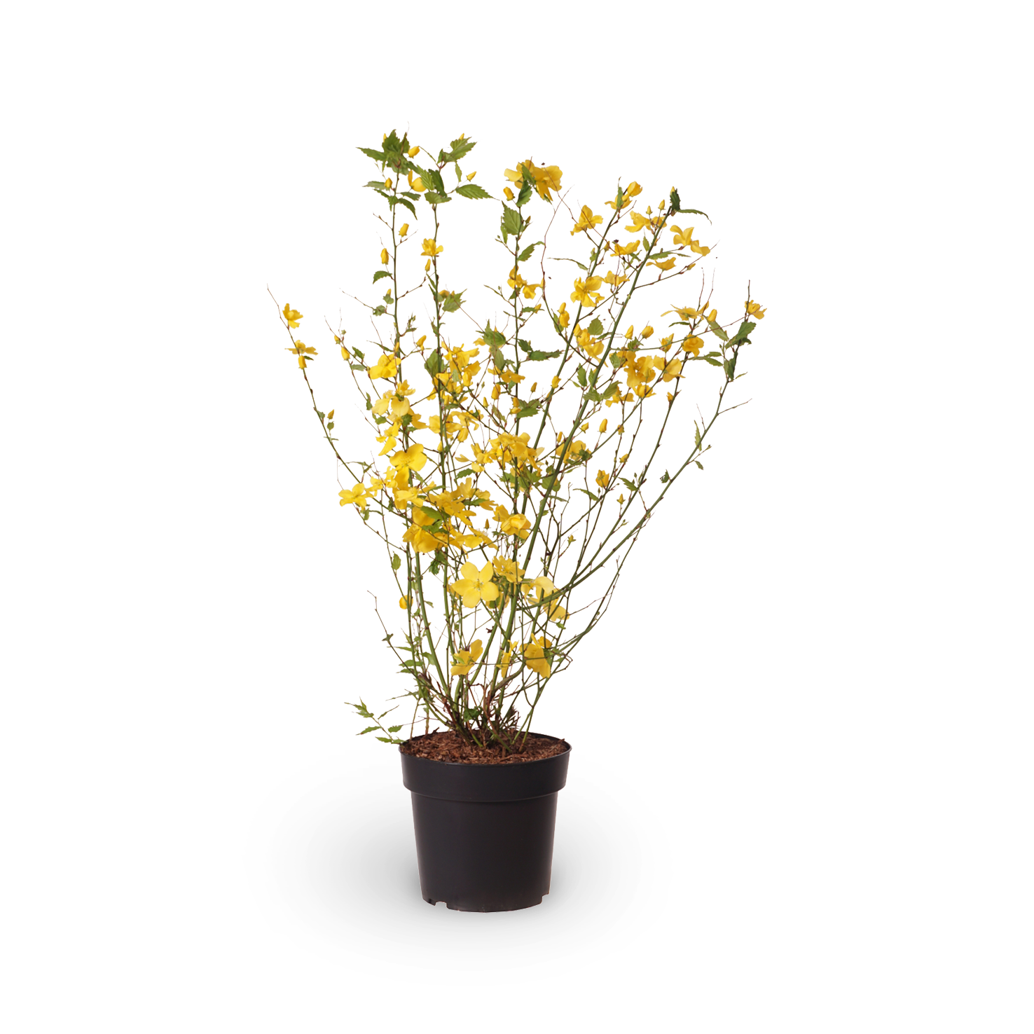 Kerria japonica 'Golden Guinea'