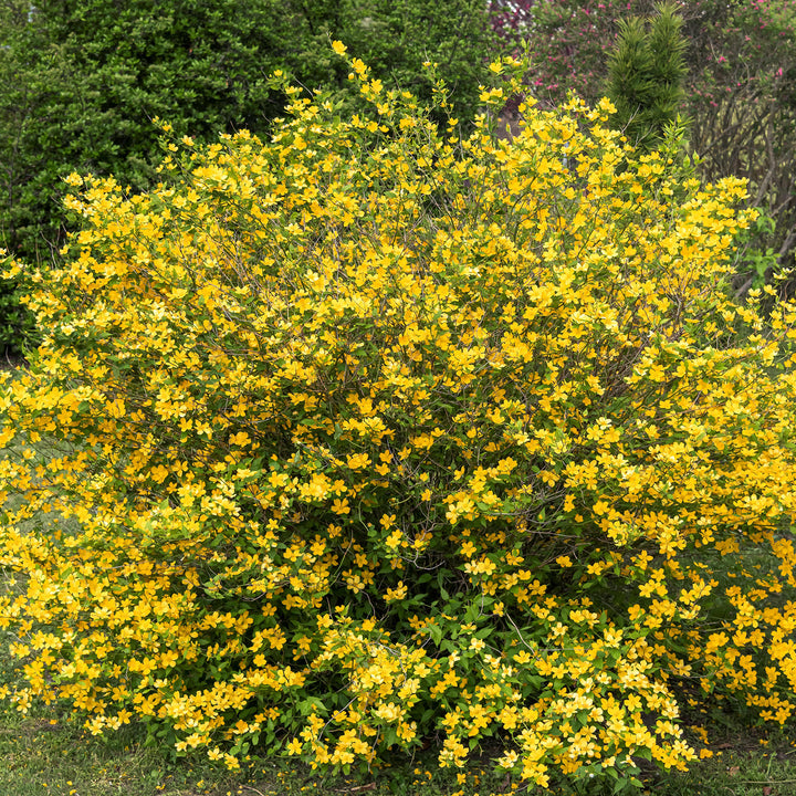 Kerria japonica 'Golden Guinea'