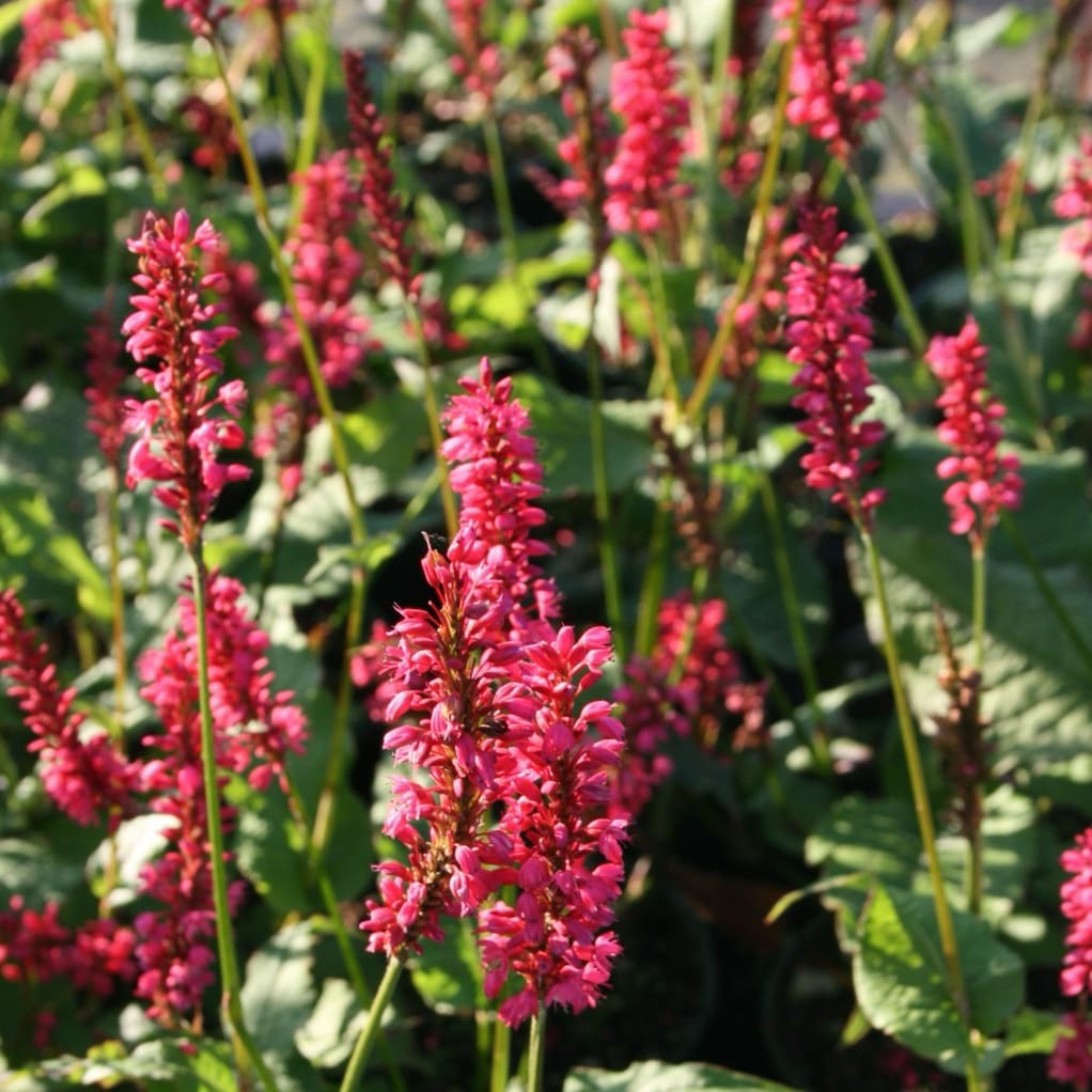 Kerzenknöterich 'Speciosa' Rot