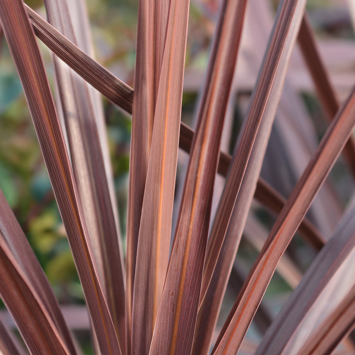 Nahaufnahme der Blätter einer Cordyline australis 'Red Star'