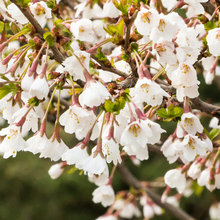 Kirschblüte Prunus incisa 'Kojou-no-mai'
