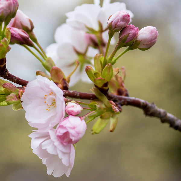 Kirschblüte der Prunus serrulata 'Amanogawa'