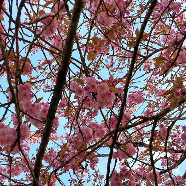 Kirschblüte der Prunus serrulata 'Kanzan'