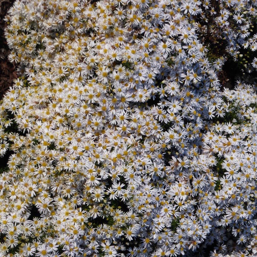 Kissen-Aster 'Apollo' Weiß