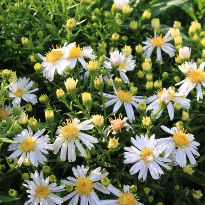 Kissen-Aster 'Apollo' Weiß