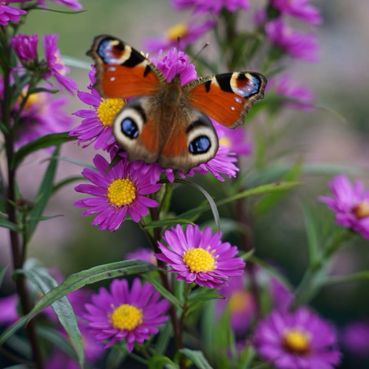 Kissen-Aster 'Kassel' Purpur