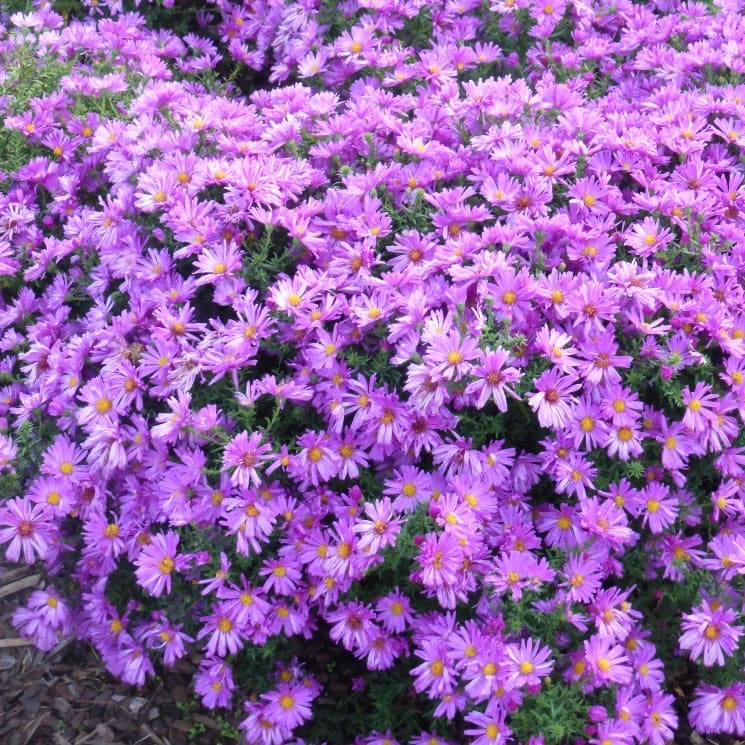 Kissen-Aster 'Kassel' Purpur
