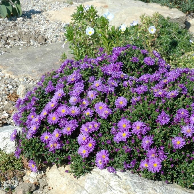 Kissen-Aster 'Prof. Anton Kippenberg' Violett