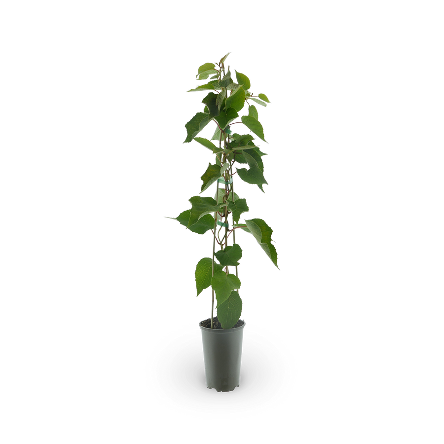 Kiwi 'Boskoop'
