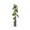 Kiwi 'Boskoop'