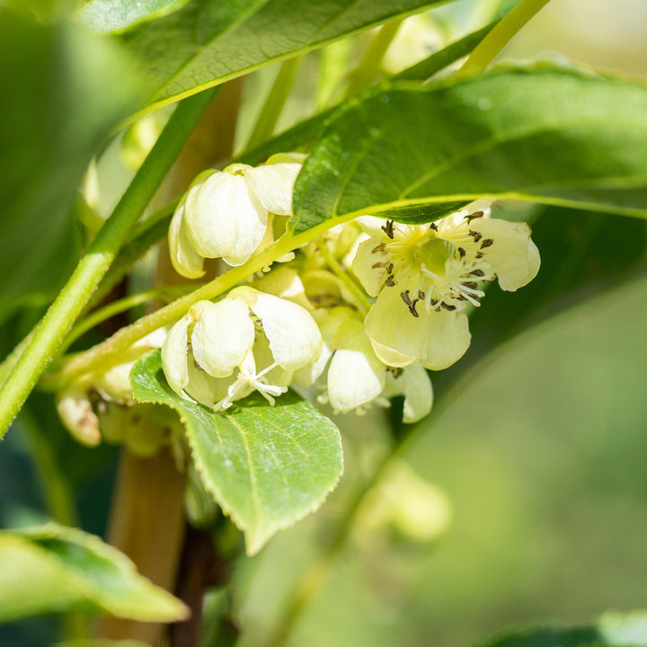 Blüte der Kiwi 'Issai'