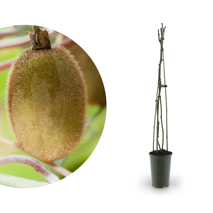 Kiwi 'Jenny'
