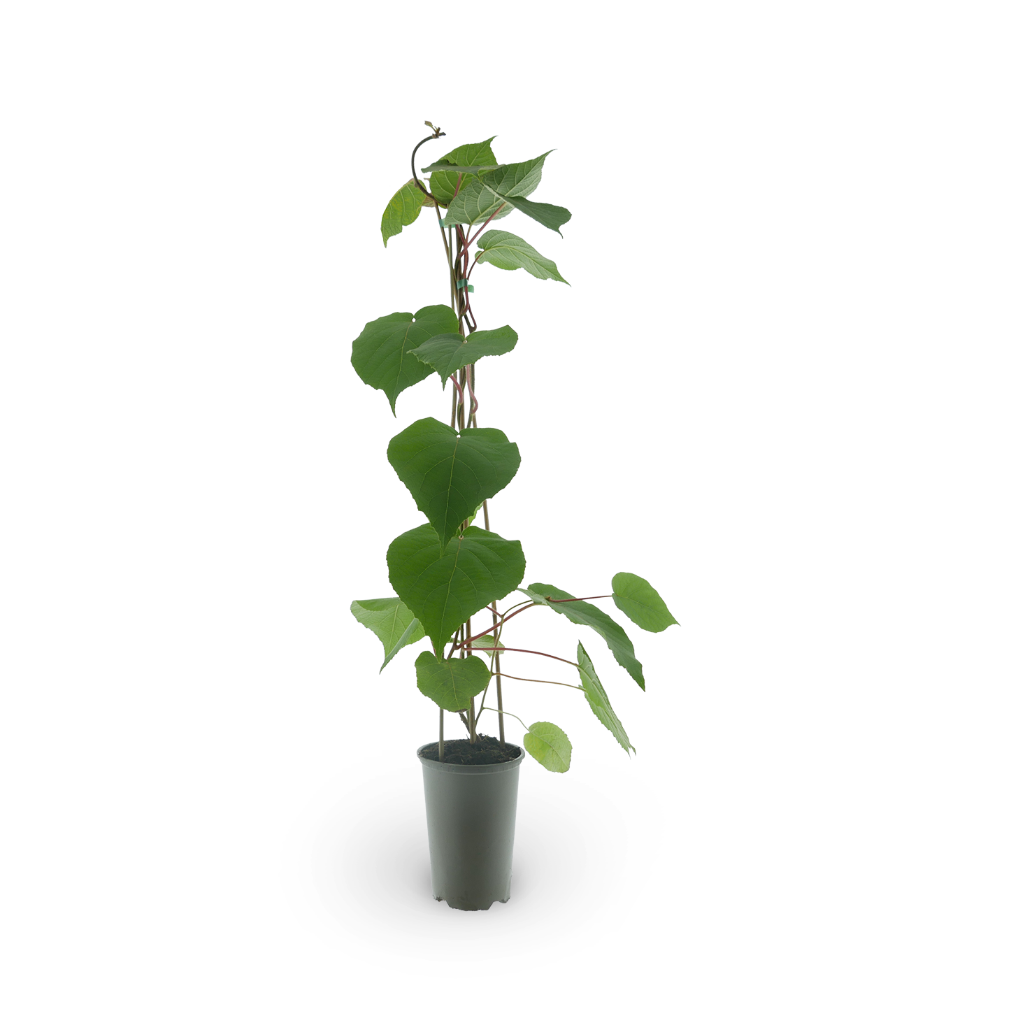 Kiwi 'Male' (männlich zur Bestäubung) kaufen