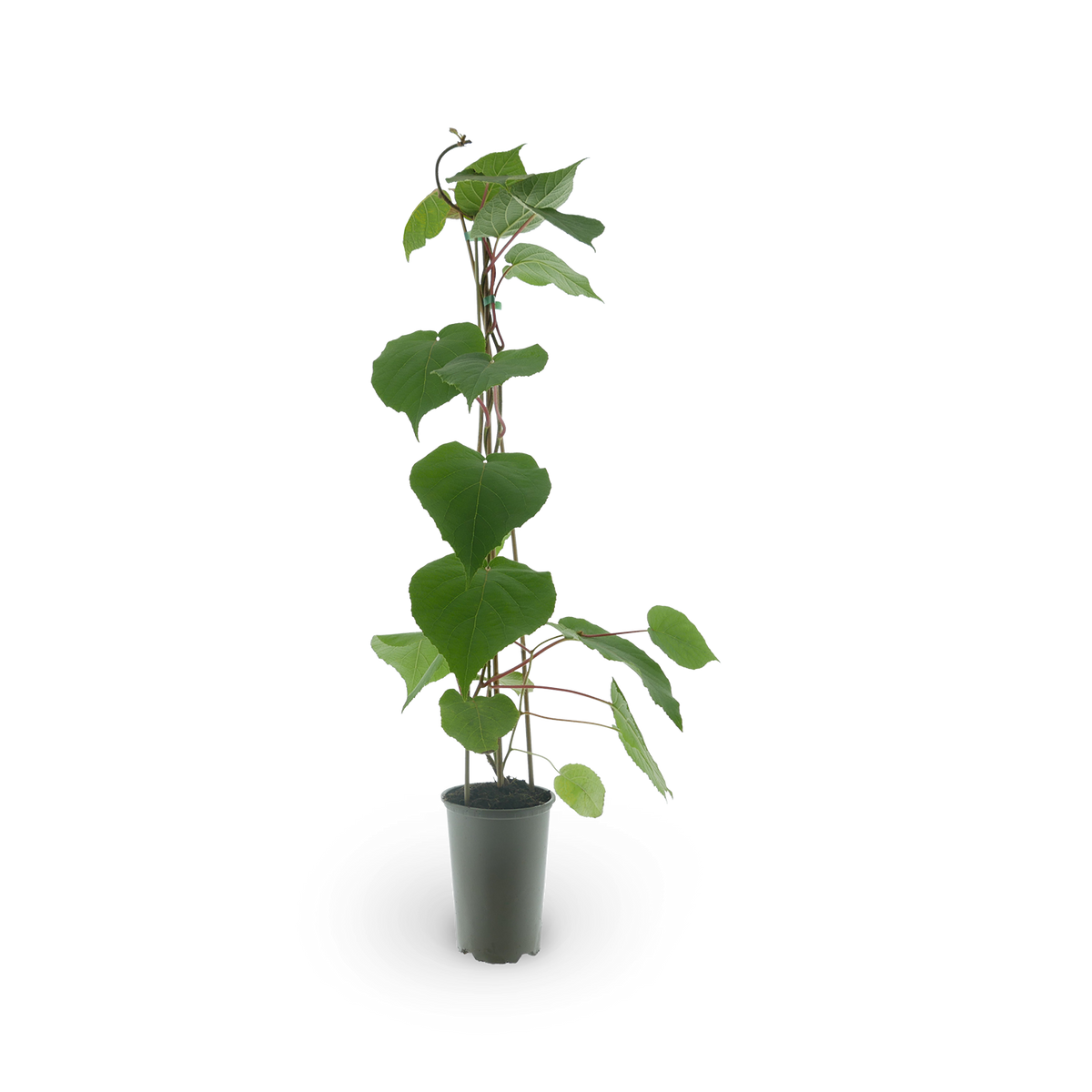 Kiwi 'Male' (männlich zur Bestäubung)