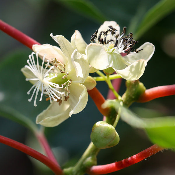 Blüte der Kiwi 'Yennie'