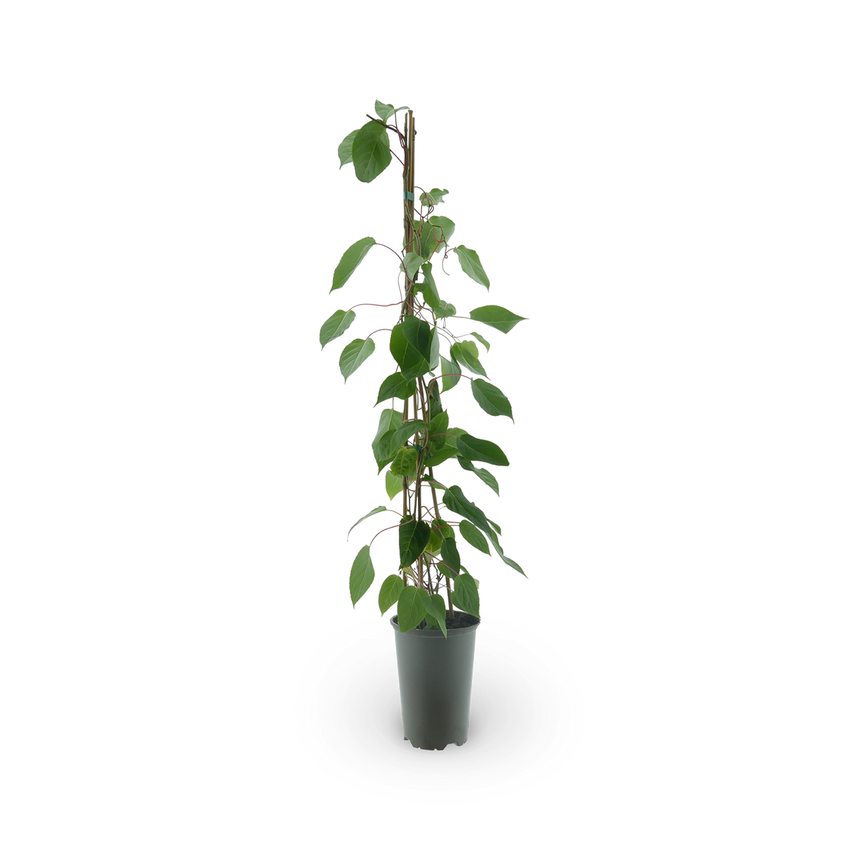 Kiwibeeren Blütezeit, Sorten & Verwendung Plantura