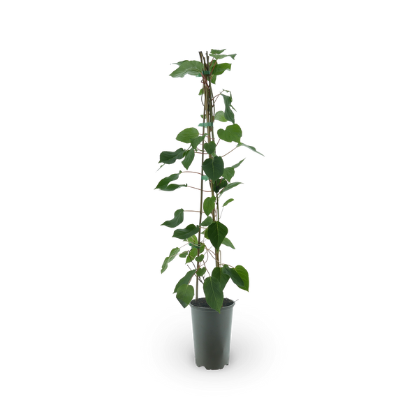 Kiwibeere 'Fresh Jumbo'