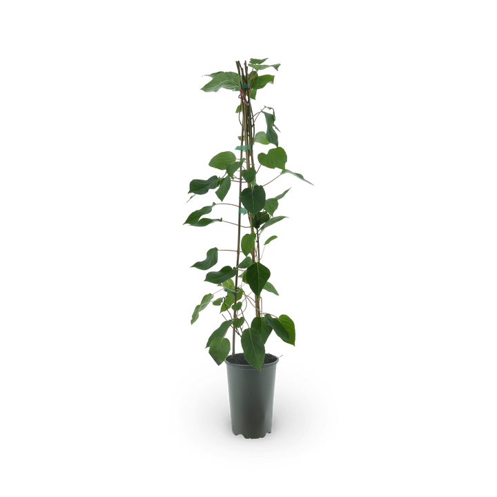 Kiwibeere 'Fresh Jumbo'