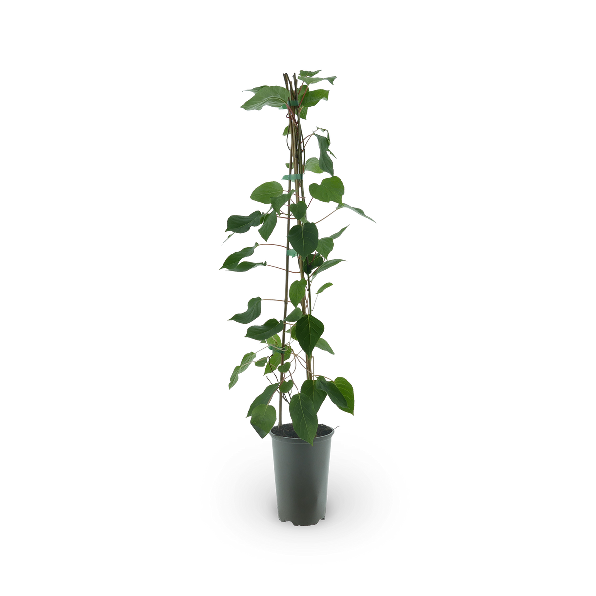 Kiwibeere 'Fresh Jumbo'