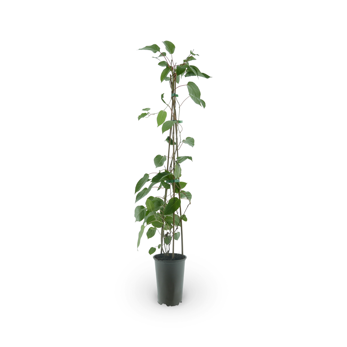 Kiwibeere 'Red Jumbo'