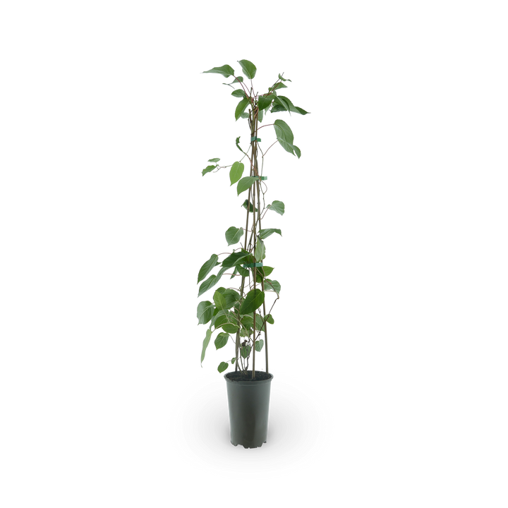Kiwibeere 'Red Jumbo'
