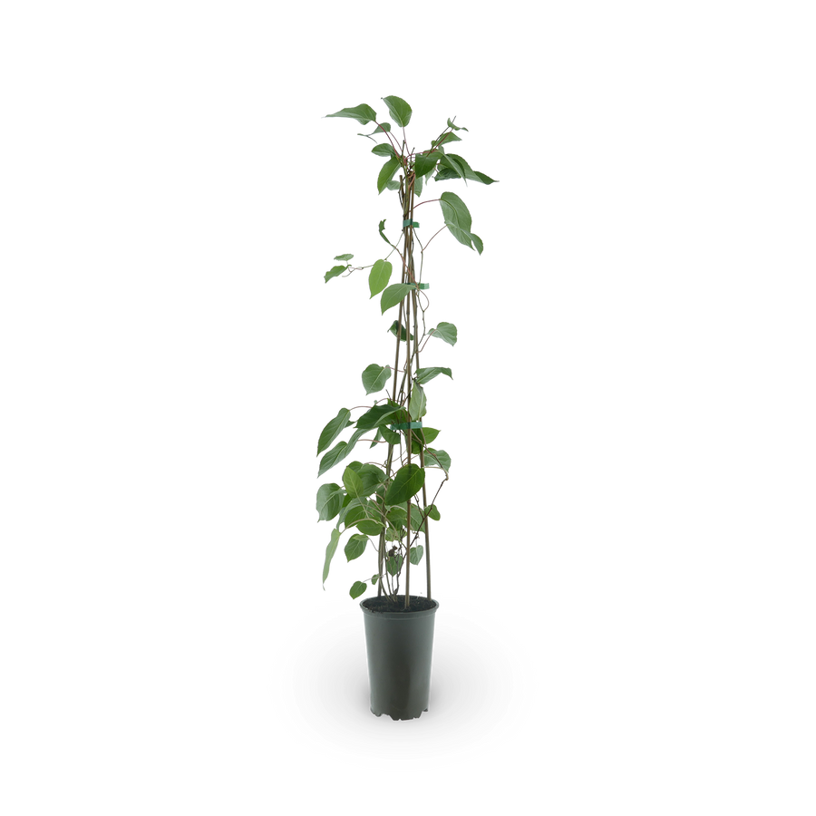 Kiwibeere 'Red Jumbo'