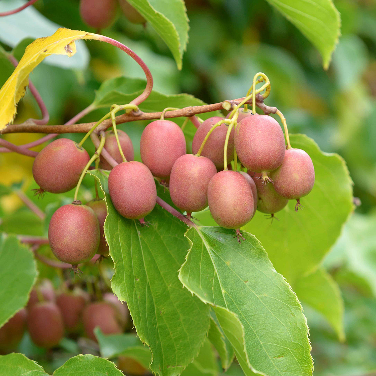 Kiwibeere 'Weiki'®