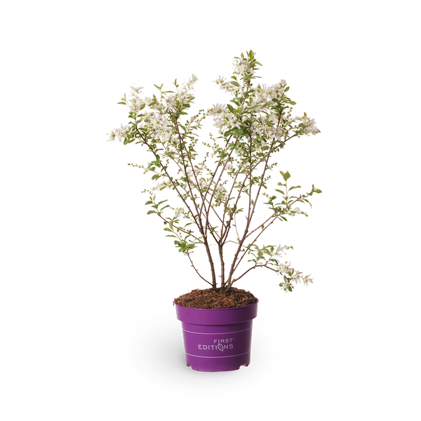 Kleine Prunkspiere 'Lotus Moon'®