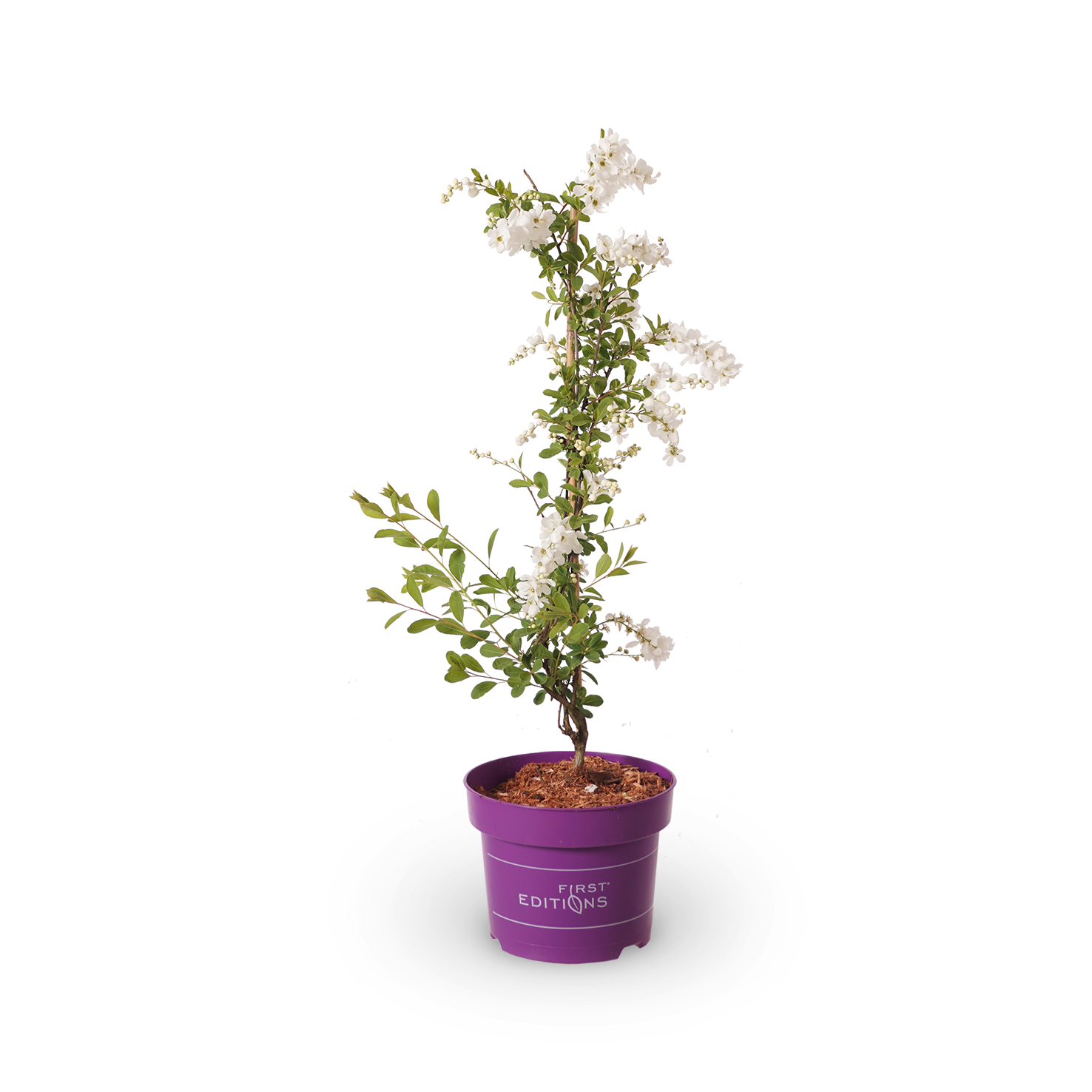 Kleine Prunkspiere 'The Bride'