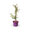 Kleine Prunkspiere 'The Bride'