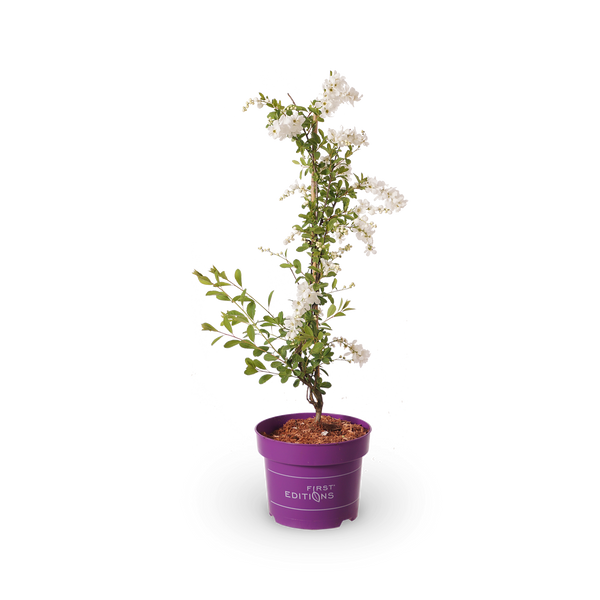 Kleine Prunkspiere 'The Bride'