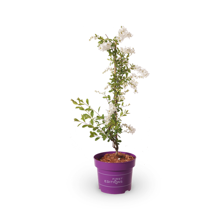 Kleine Prunkspiere 'The Bride'