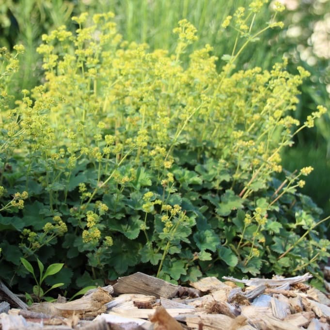 Kleiner Frauenmantel Gelb