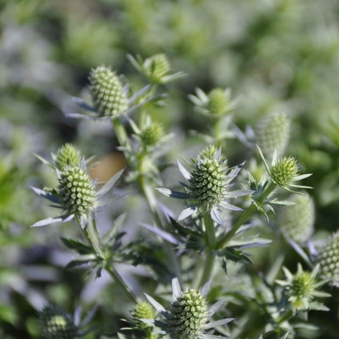Kleiner Mannstreu 'Blue Hobbit' Blau