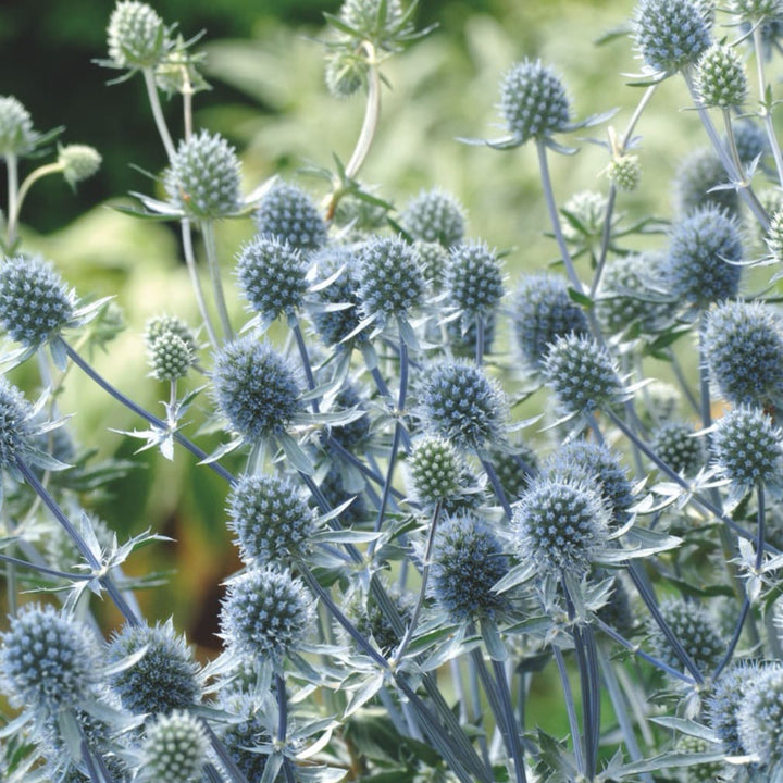 Kleiner Mannstreu 'Blue Hobbit' Blau