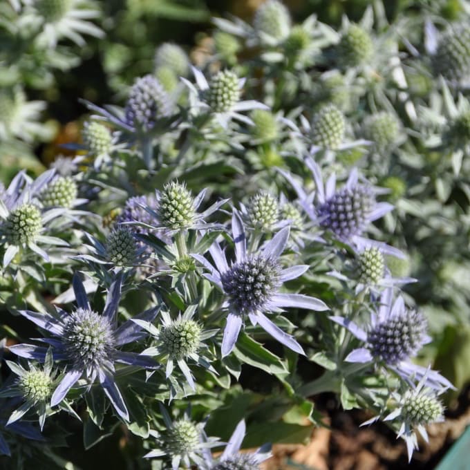 Kleiner Mannstreu 'Blue Hobbit' Blau
