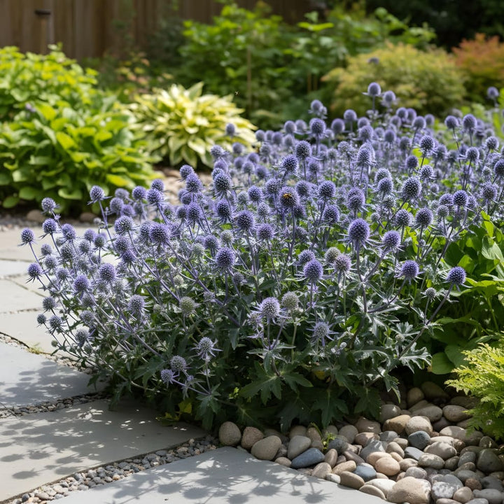 Kleiner Mannstreu 'Blue Hobbit' Blau
