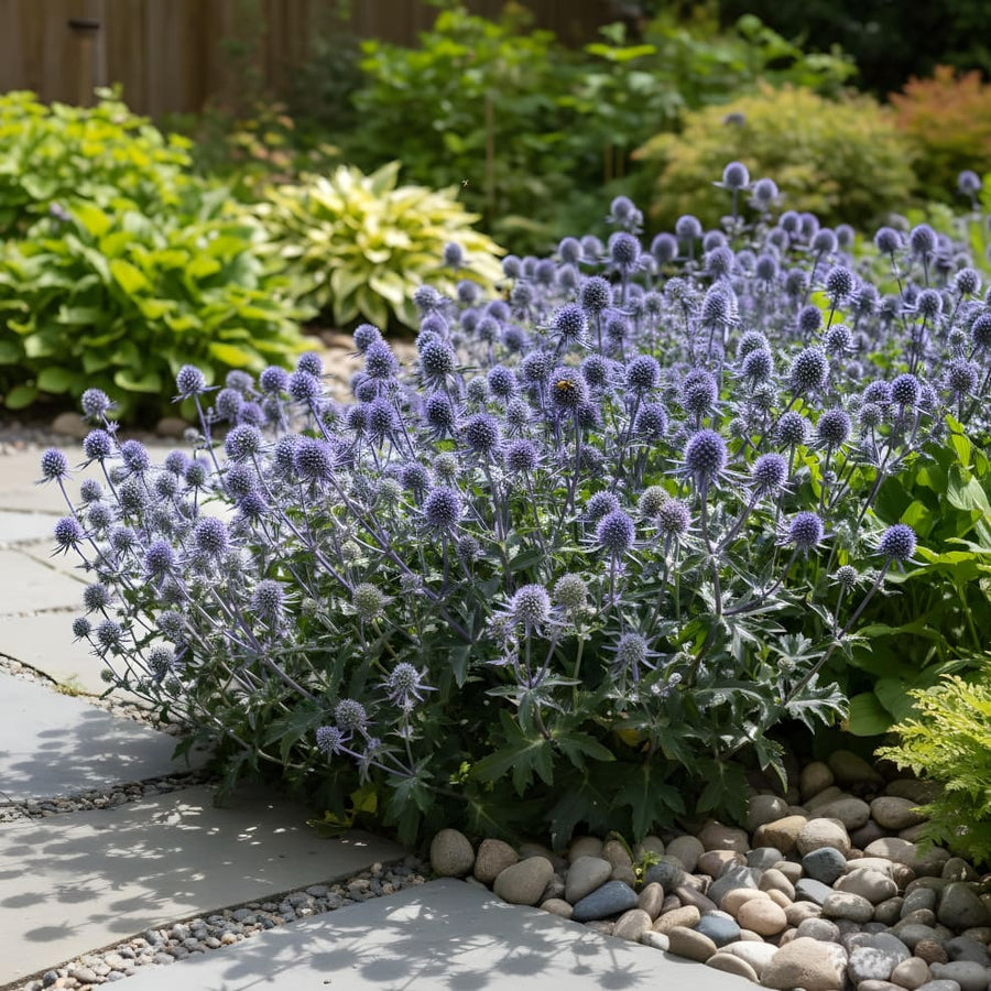 Kleiner Mannstreu 'Blue Hobbit' Blau