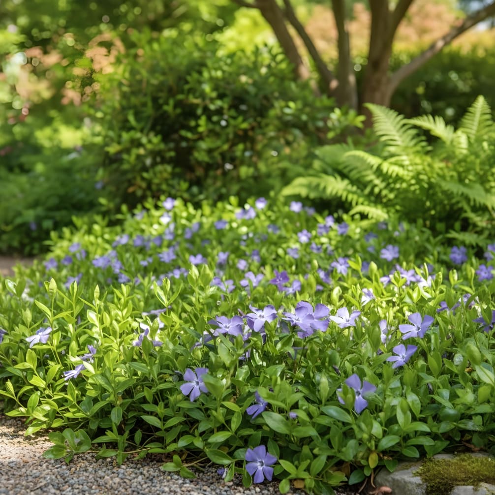 Kleines Immergrün Blau