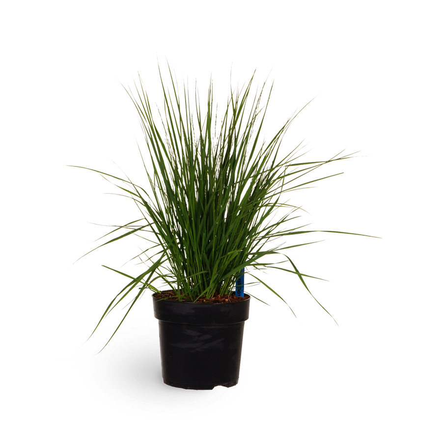 Kleines Pfeifengras 'Heidebraut'