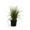 Kleines Pfeifengras 'Heidebraut'