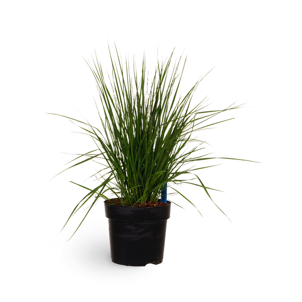 Kleines Pfeifengras 'Heidebraut'