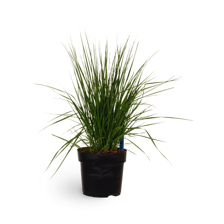 Kleines Pfeifengras 'Heidebraut'
