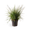 Kleines Pfeifengras 'Moorhexe'