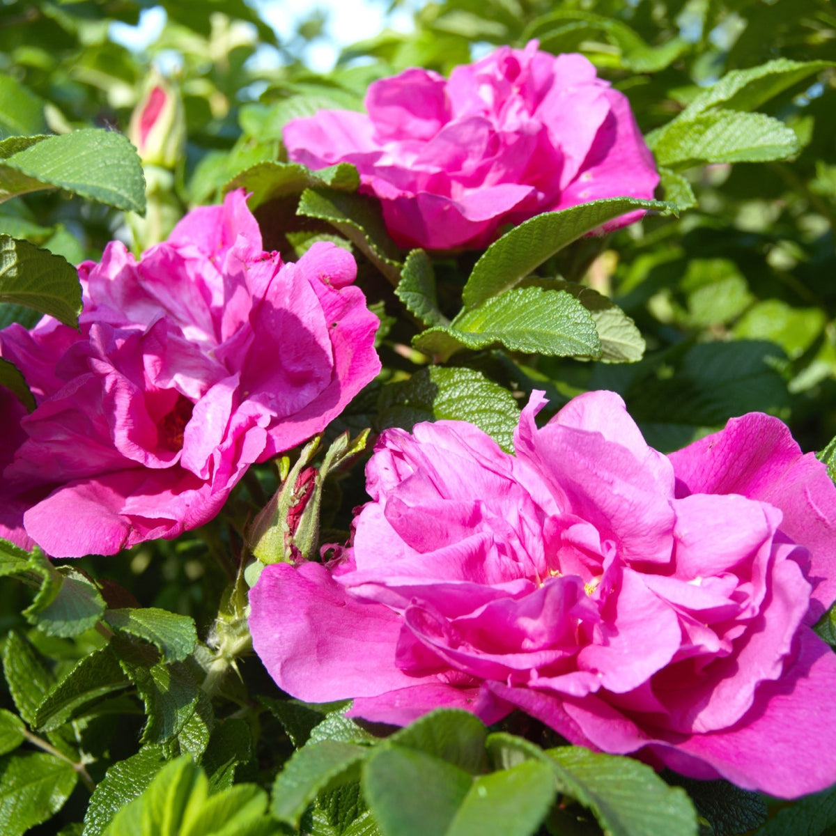 Kleinstrauchrose 'Moje Hammarberg' am Strauch