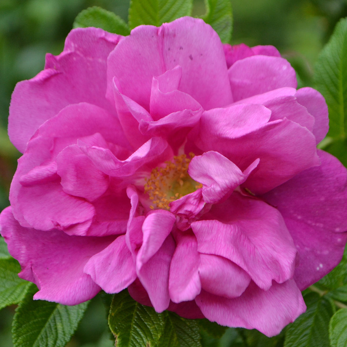 Blühende Kleinstrauchrose 'Moje Hammarberg'