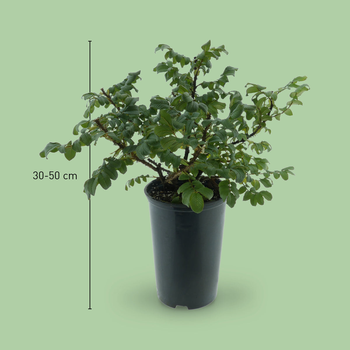 Größe der Kleinstrauchrose 'Moje Hammarberg'