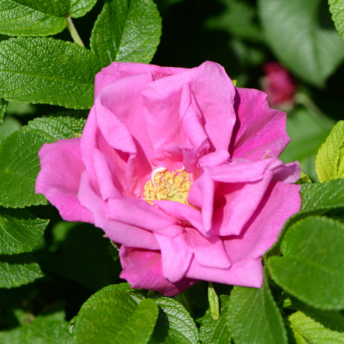 Kleinstrauchrose 'Moje Hammarberg' in Blüte